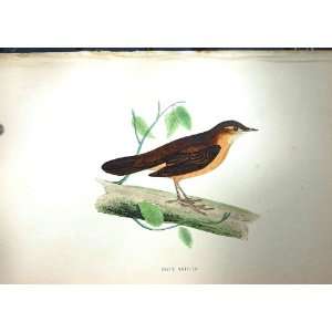  1851 British Bird SaviS Warbler Colour Plate Morris
