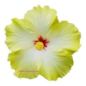  Nadine Hibiscus Plant   4 POT   Grows Indoors or Out 