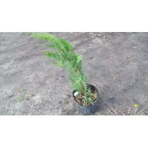   Tree Privacy Evergreen Fast Growing Live Plant: Patio, Lawn & Garden