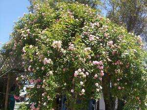 Cecile Brunner cl rose Antique Thornless PLANTS 4  