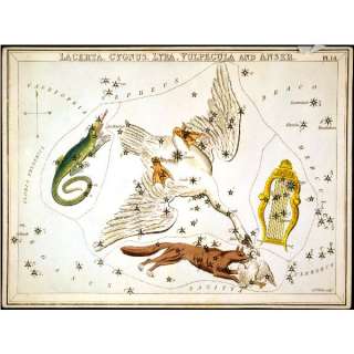 Cygnus Lacerta Vulpecula Lyra Constellation Stars Map  