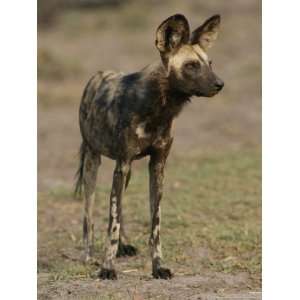  An African Wild Dog in Chobe National Park National Geographic 