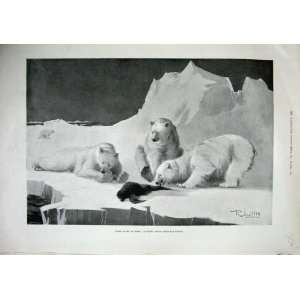  1900 Polar Bears Hunting Ice Animals Winter Fine Art: Home 