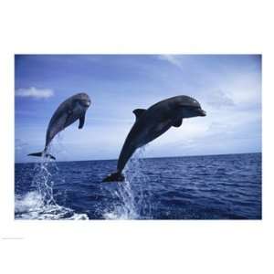 Two Bottle nosed Dolphins jumping out of the water Poster (24.00 x 18 