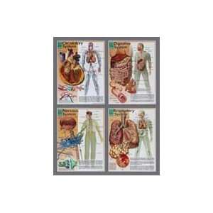  Systems of the Human Body Chart Set Toys & Games