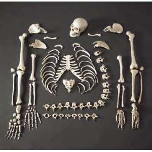 Disarticulated One Half Budget Skeleton with Skull  