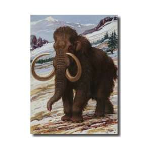  The Woolly Mammoth Is A Close Relative To The Modern 