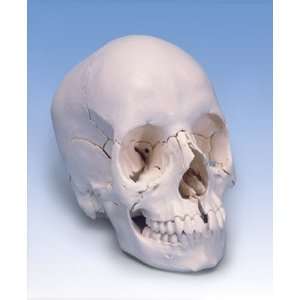    22 Part Beauchene Adult Human Skull: Health & Personal Care