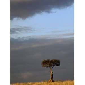 Single Umbrella Thorn Acacia Tree at sunset, Masai Mara Game Reserve 