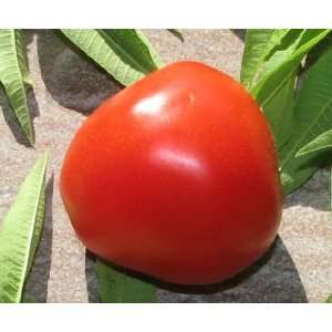  Fournaise Tomato Seed Patio, Lawn & Garden
