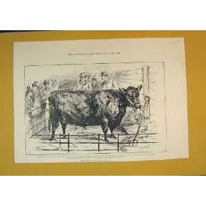   1888 Cattle Show Birmingham Scotch Polled Elena Wilken