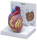  Organ Anatomical Model Set of 4 Heart Lung Kidney Liver LFA #4017