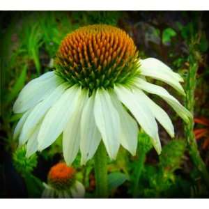  White Swan Coneflower Seed Pack Patio, Lawn & Garden