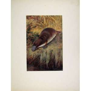   On Platypus Wild Animal Colred Portraiture Art
