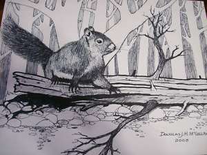 Original Pen & Ink Drawing Art Squirrel Wildlife  