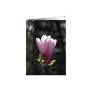 Blank Note Cards Pink Magnolia Blossom Card