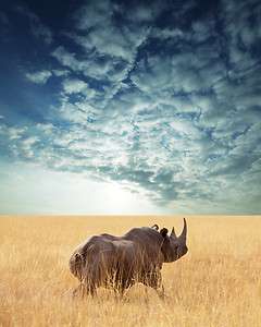 African Rhino  Wildlife Animals Photo Art   Canvas Giclee Print 24 