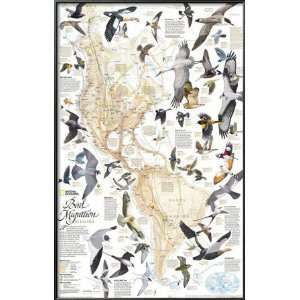 Bird Migration Map, Western Hemisphere Lamina Framed Poster Print by 