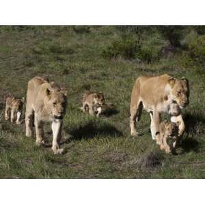  Lion (Panthera Leo), Kariega Game Reserve, South Africa 