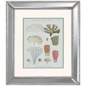  Coral Classification I Framed Wall Art: Home & Kitchen