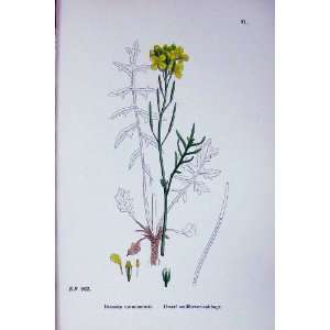  Botany Plants C1902 Dwarf Wallflower Cabbage Brassica 