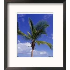 Palm Tree, Magens Bay, St. Thomas, USVI Framed 
