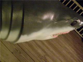 BIG Great White Shark Fish MOUNT Taxidermy JAWS! 76 in  