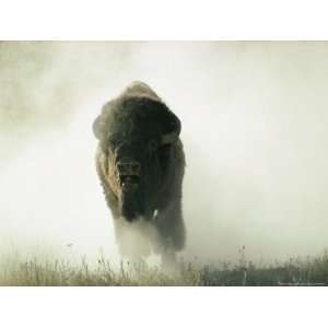  Bison Kicking up Dust National Geographic Collection 