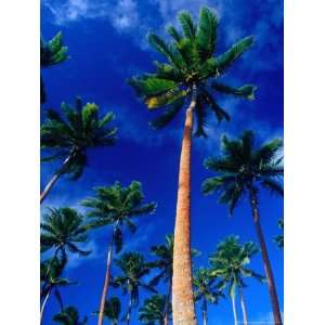 Palm Trees on Yanuca Island on the Coral Coast,Yanuca Island, Fiji 