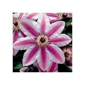   Nelly Moser Clematis Flowering Vine Plant Root, Patio, Lawn & Garden