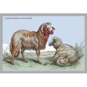   By Buyenlarge Barbary Breed of Wild Sheep 20x30 poster