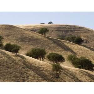 Valley Oak Trees Cast Shadows on a Dry Hillside, California Stretched 