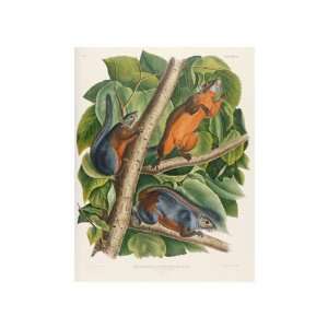 Red Bellied Squirrel by John James Audubon. size: 11.5 inches width by 