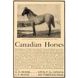 1907 Ad Morse Canadian Horses Roan Lorena Stud Quebec   Original Print 