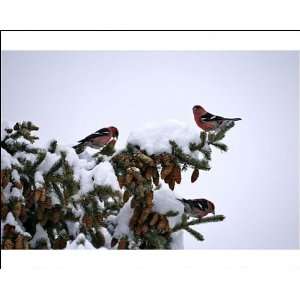 White winged Crossbills feeding seeds from spruce cones Photographic 