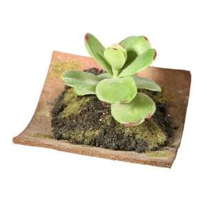  6 Baby Crassula Artificial Roof Garden Plant