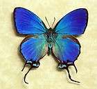 Thecla Coronata Blue Male Exotic Real Butterfly 748