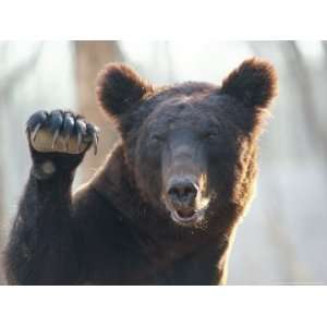  A Bear Waves at the Camera National Geographic Collection 