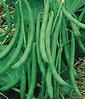 100 Burpee Stringless green bean new seed for 2012 planting season