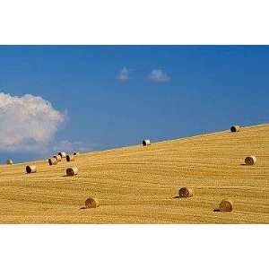  Italy, Tuscany, Bales of Straw on Corn Field   Peel and 