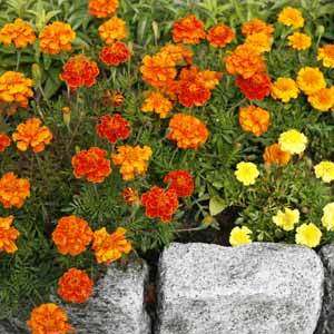 Lot (50) Marigold Annual Seeds Mixed Color  
