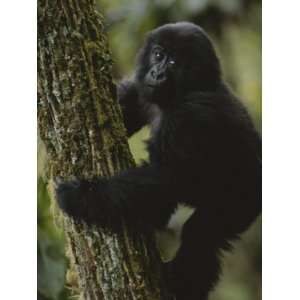  A Young Gorilla Climbs a Tree in the Virunga Mountains of 