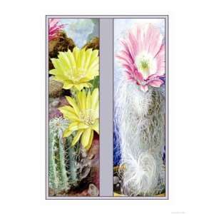  Flower, Cactus, and Flower Giclee Poster Print, 36x48 