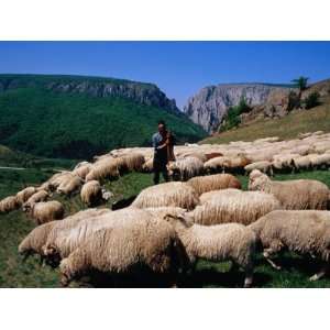  Shepherd with His Flock of Sheep, Turda, Romania Stretched 