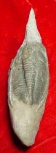 Fossil Trilobite Aphelaspis Species Radium BC. Canada ACCC02  
