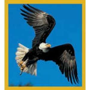  Magnetic Bookmark Bald Eagle Flying, Beautiful Design and 