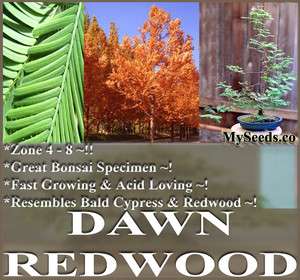 30 Dawn Redwood Tree Seeds FRESH BONSAI TREE SEEDS M. glyptostroboides 