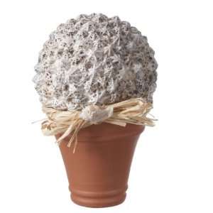   Seashell Potted Topiaries Set of 2 by by Midwest CBK