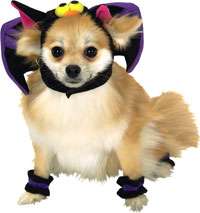 Small Dog Bat Costume for Dogs or Cats   Pet Costumes  