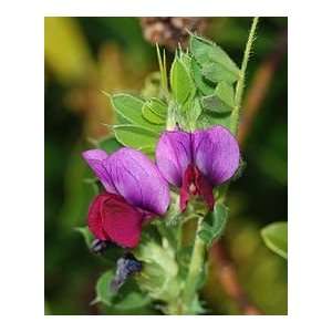  5# Common Vetch Seed Patio, Lawn & Garden